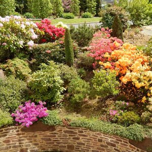 Fleurs dans le parc